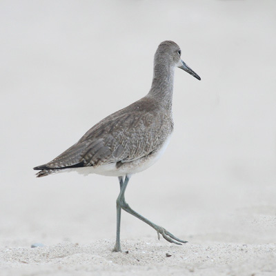 Willet