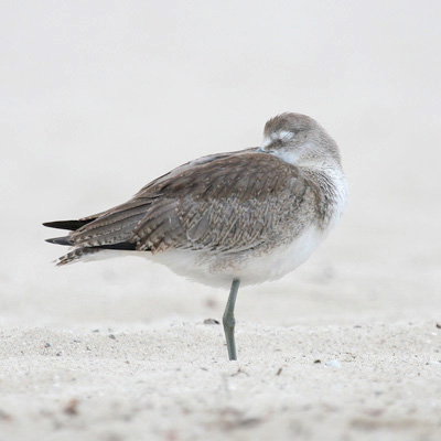 Willet