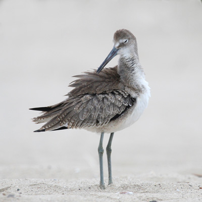 Willet