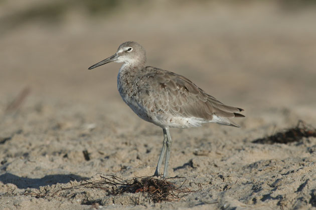 Willet