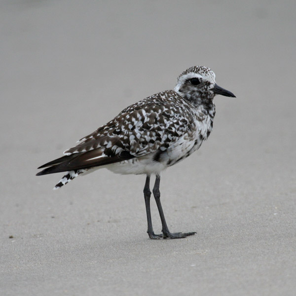 Black-bellied Plover