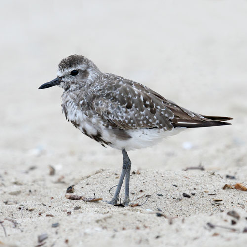 Black bellied plover