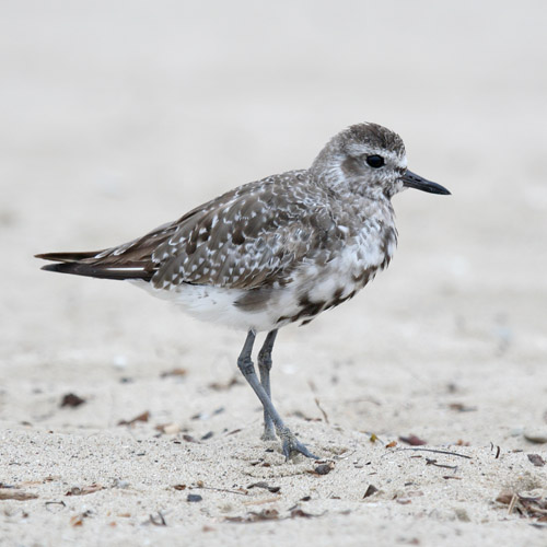 Black-bellied Plover