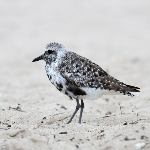 Black-bellied plover