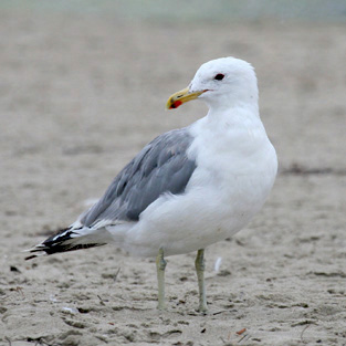 Californian Gull