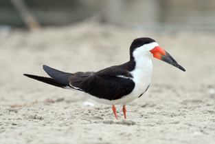 Black Skimmer